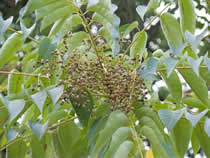 Chinese Rhus Wax